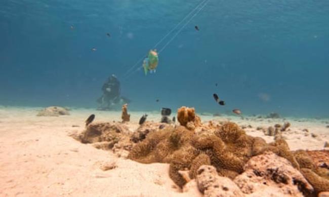 A 3D model of a stoplight parrotfish is dragged on an underwater pulley, with a 3D model of a trumpetfish just visible beside it.