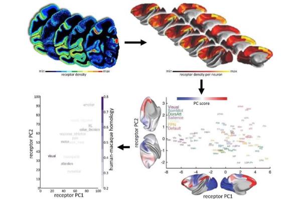 Human Brain Project study offers insights into neuroreceptor organization