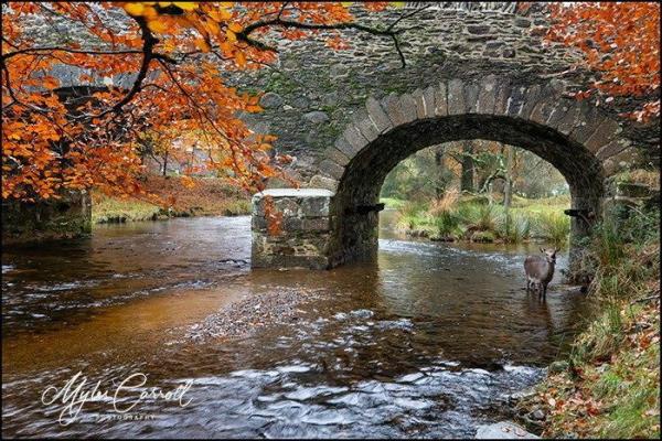 A deer that appears to have been shot in the face pictured at the Derrybawn Bridge in Laragh, Wicklow. Photo: Myles Carroll