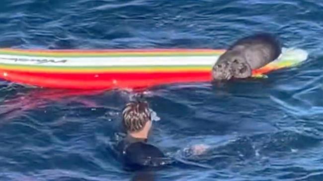 This screenshot from a video shows an otter attacking a surfboard July 9, 2023 in waters near Santa Cruz. (Native Santa Cruz via Twitter)