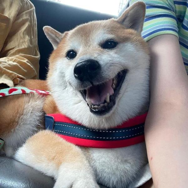 Doge dog dead