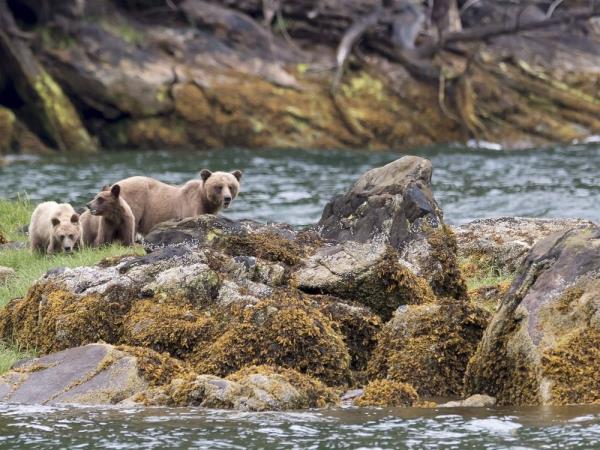 grizzly bears