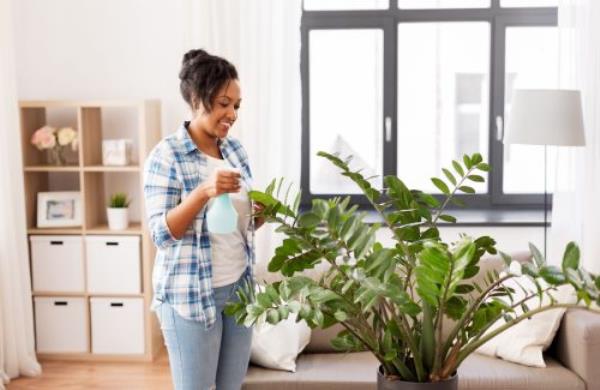Houseplant inside on the windowsill during winter time
