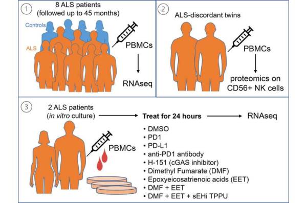 Researchers report advance in immune therapy against amyotrophic lateral sclerosis