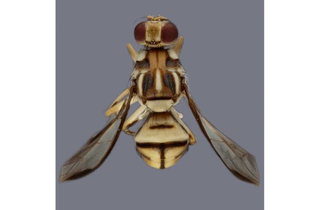 In this undated photo provided by the California Department of Food and Agriculture is a Tau fruit fly. The department has declared a produce quarantine northeast of Los Angeles to stop the spread of the invasive Tau fruit fly. The fly was discovered on June 6, 2023, in the unincorporated area of Stevenson Ranch, likely brought by a traveler bringing uninspected produce into California, officials said. (California Department of Food and Agriculture via AP)
