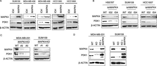 A novel strategy to suppress triple negative breast cancer growth