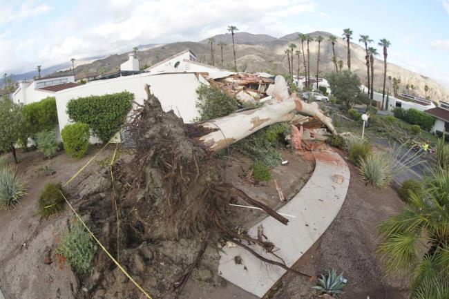A eucalyptus tree that fell on a house is seen Monday, Aug. 21, 2023, in Palm Desert, Calif. Forecasters said Tropical Storm Hilary was the first tropical storm to hit Southern California in 84 years, bringing the potential for flash floods, mudslides, isolated tornadoes, high winds and power outages. (AP Photo/Mark J. Terrill)