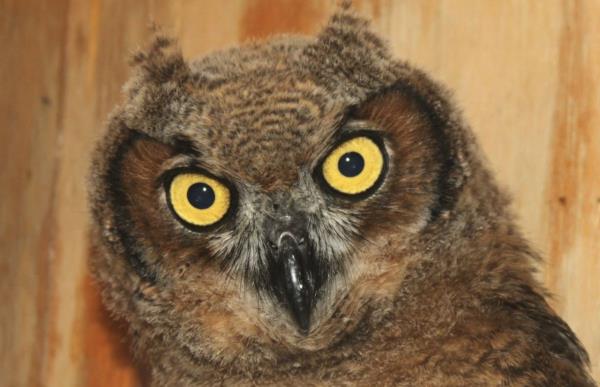 Alabama Wildlife Center