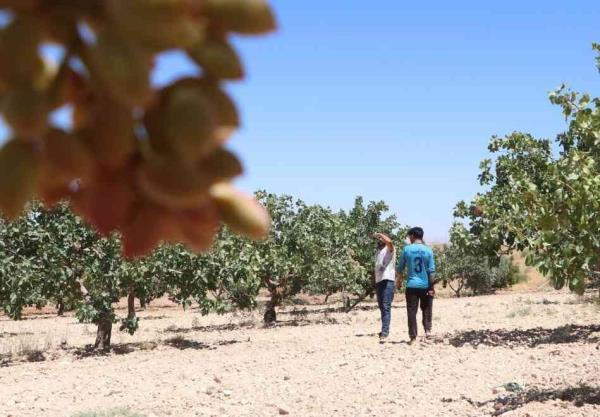 Farmers hire watchmen to safeguard pistachios