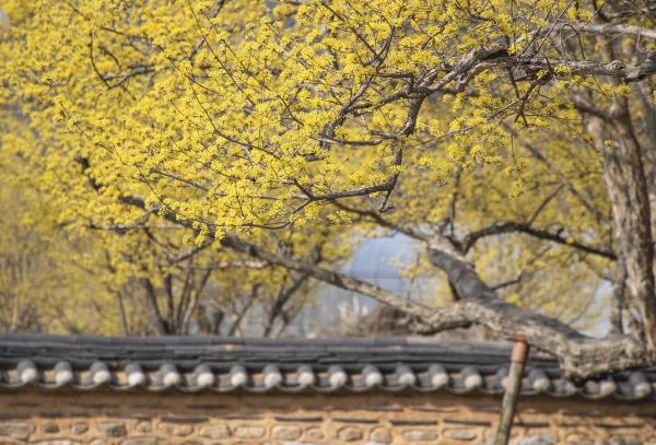 Sansuyu flowers are seen in this photo captured from the homepage of the Sansuyu Flower Festival. (PHOTO NOT FOR SALE) (Yonhap)