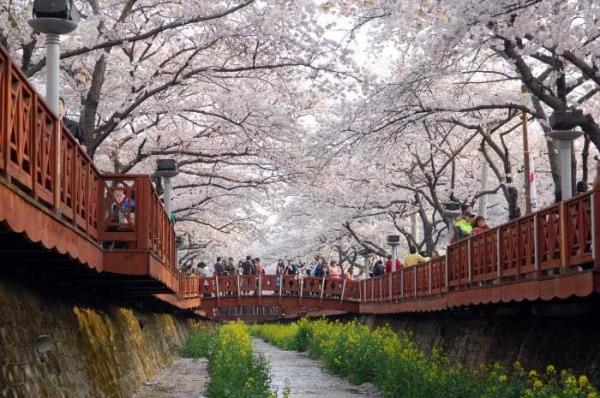 A photo of Jinhae Gunhangje, captured from the website of the Korea Tourism Organization (PHOTO NOT FOR SALE) (Yonhap) 