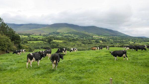 Ireland South remains Europe's largest dairy producer
