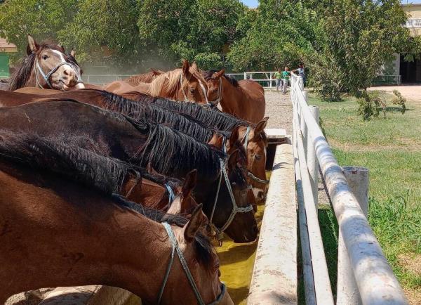 Ministry raises, auctions off purebred Arabian horses