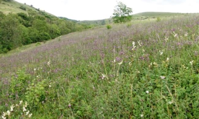 Bellamy’s Bank with its expanse of saw-wort.