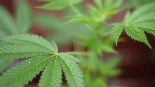 Corkman caught with cannabis worth almost 400k jailed for three years 