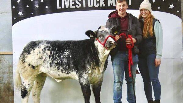 Limousin hybrid heifer sells for 9,500 at Elite Haltered sale