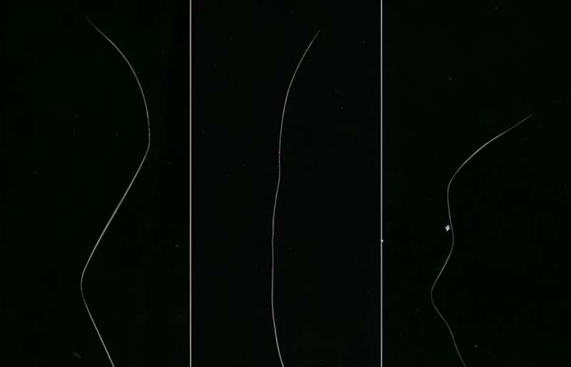 Unlocking the rhythms behind the growth of zigzag hair