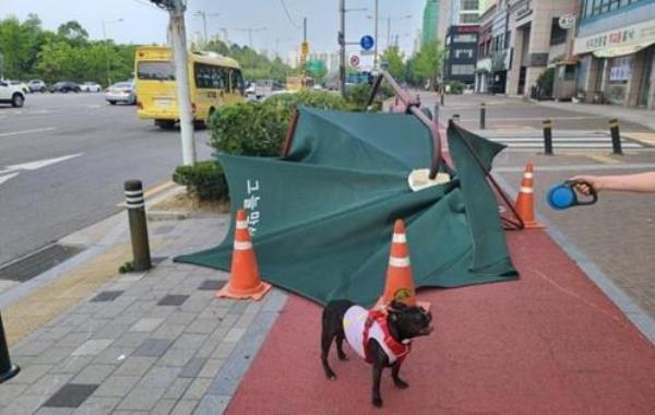 This image, provided by the Seoul city government, shows a pet dog patrol team reporting a collapsed public sun shade. (PHOTO NOT FOR SALE) (Yonhap)
